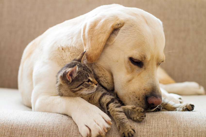 Nettoyer l'oreille chien chat