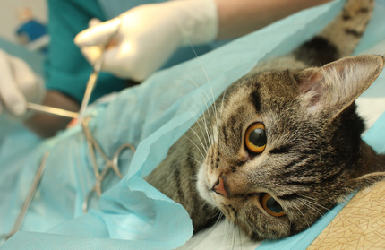 La Castration Du Chat Male Nicea La Castration Du Chat Male Nicea