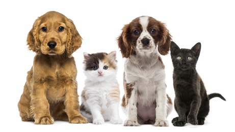 Group of kittens and dogs - Fotolia -