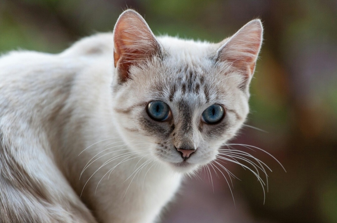 La Sterilisation Du Chat Femelle Nicea