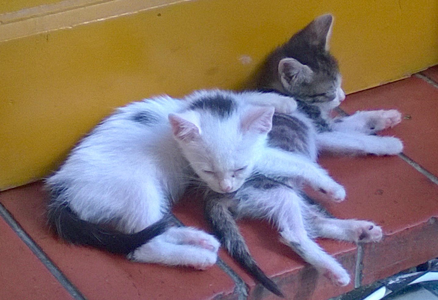 Pourquoi Et Comment Vermifuger Mon Chat Nicea