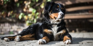 La Maladie Rénale Canine
