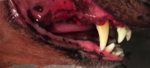 Le même chien après son soin dentaire. La maladie parodontale avancée a engender un déchaussement des racines des prémolaires et des molaires seul responsable de leur chute.