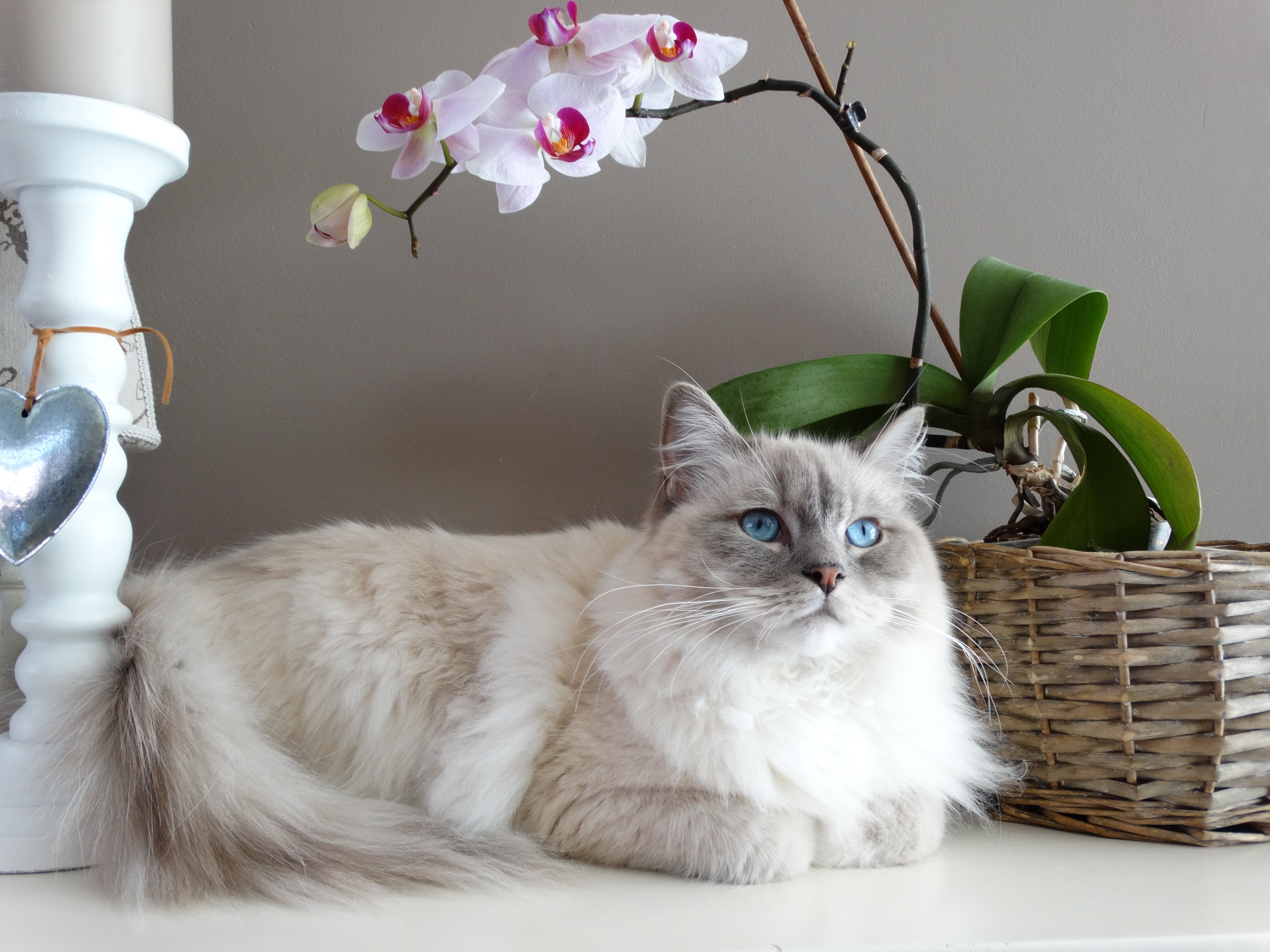 La Maladie Renale Feline Nicea