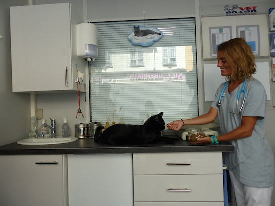 Nicea - Amis des chats